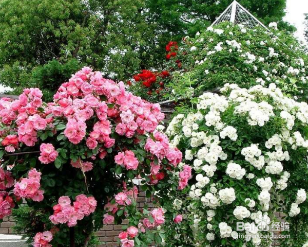 蔷薇怎么养殖？