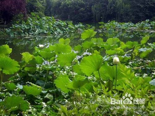 七夕,那些年看过的湖