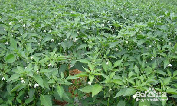 辣椒苗怎么培育出来