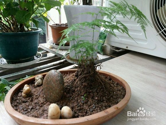 文竹养殖应注意什么