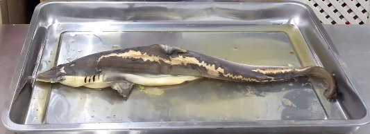 清蒸鲨鱼的做法