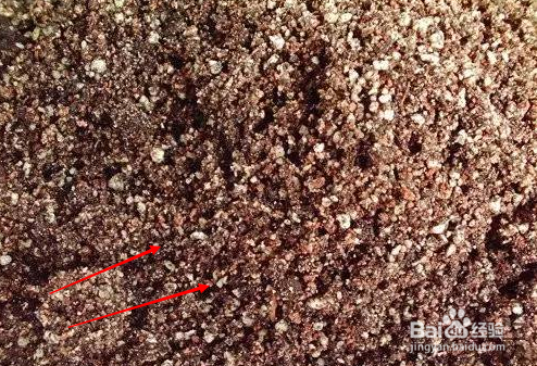 月季花土的配制方法