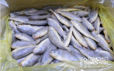 如何在冬季挑选食用鱼?