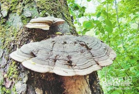 揭秘灵芝泡酒的那些营养价值和作用