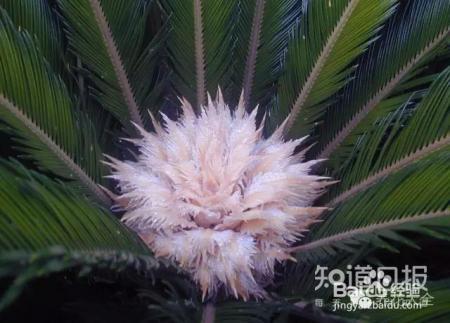 铁树开花难有些花100年开1次才是真绝色