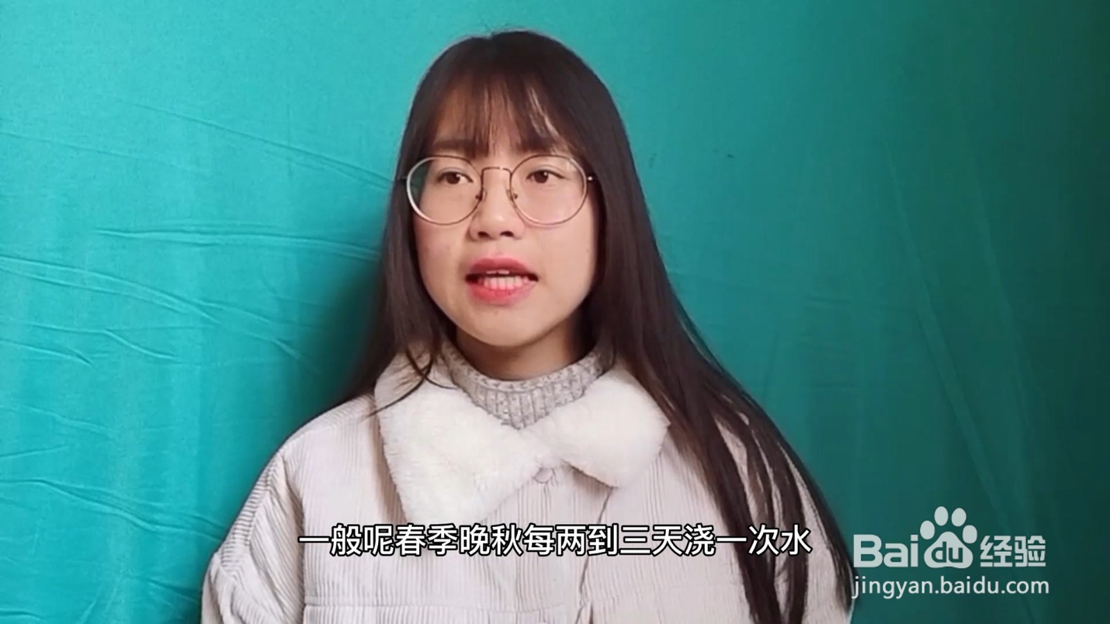 绿萝的养殖方法和注意事项