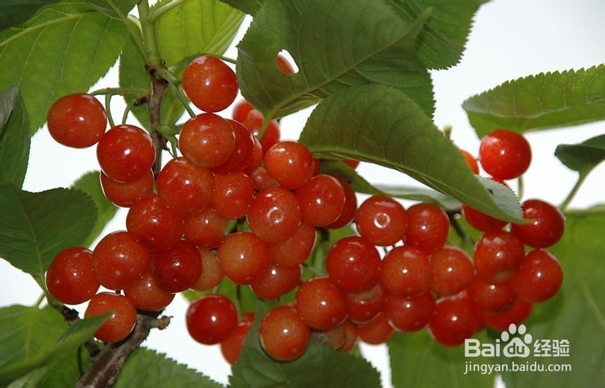 保持健康的饮食好习惯有哪些