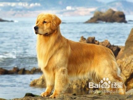 怎样喂养金毛犬