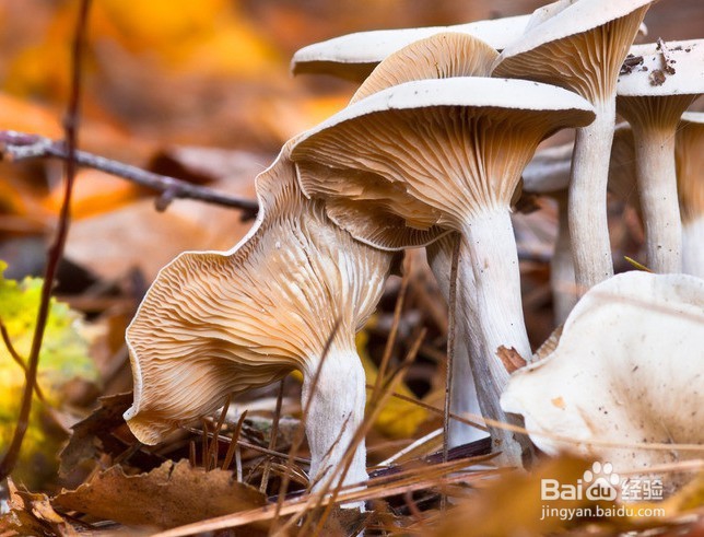 如何判断一种物质是具有生命特征是生命物质。