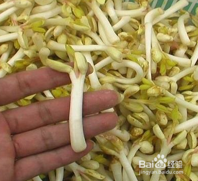花生芽有哪些功效,吃花生芽要注意哪些问题