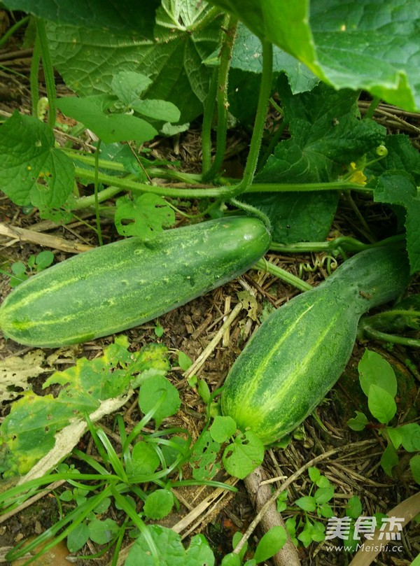 凉拌黄瓜的做法