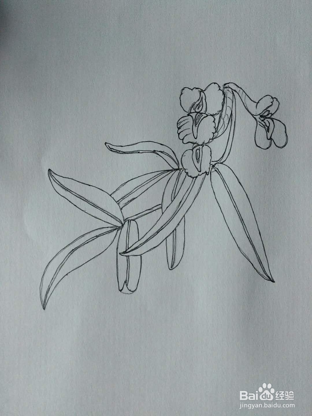 延胡索的工笔画法