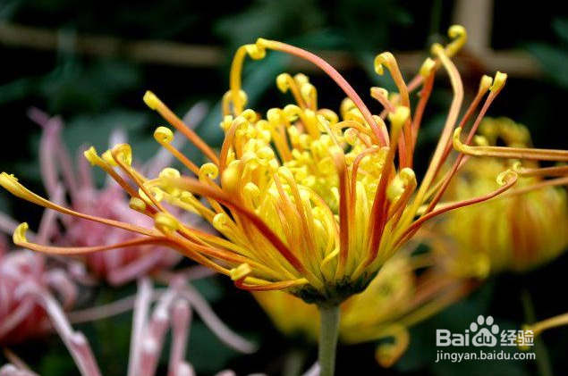 寒露时节需要注意的养生小知识