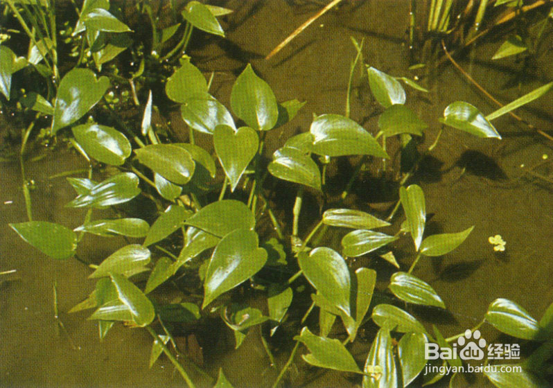 生活中常见中草药及其疗效(四)