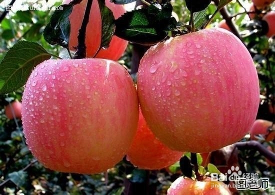 食疗养生小知识 这些水果蒸着吃养颜润肺