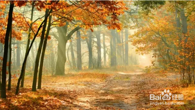 秋季如何拍出好照片？看完这篇文章你就全懂了！