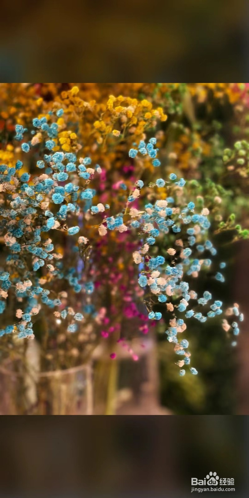 种满天星的种子需要注意什么