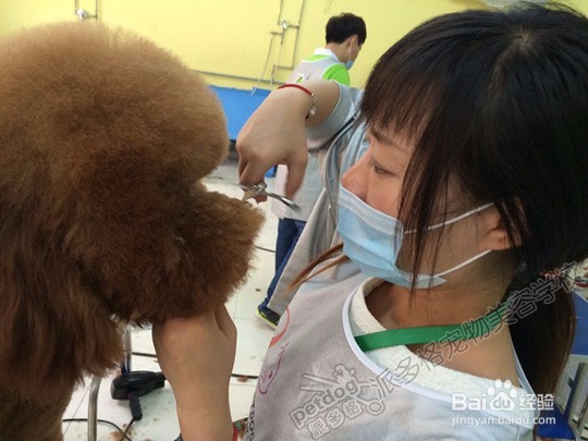 罗威纳犬美容的方法