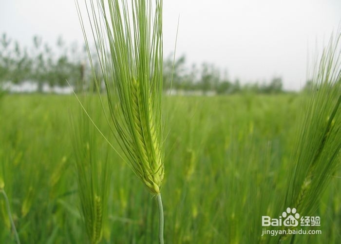 营养丰富的大麦