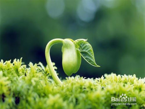 绿色植物如何获取能量