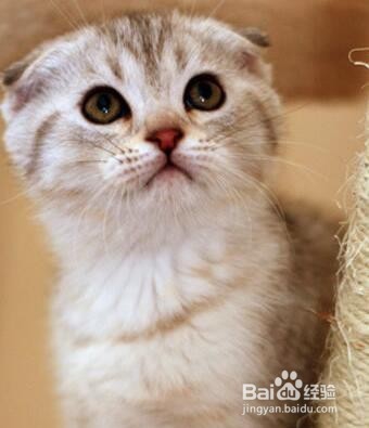 如何饲养英短蓝猫