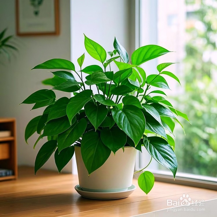 办公桌摆放什么绿植好?