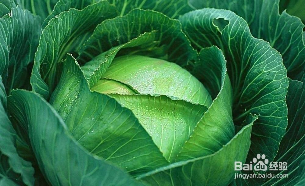 日常生活抗癌食物有哪些