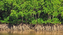 沙巴亚庇自由行攻略