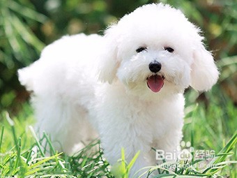 怎么训好一只狗狗