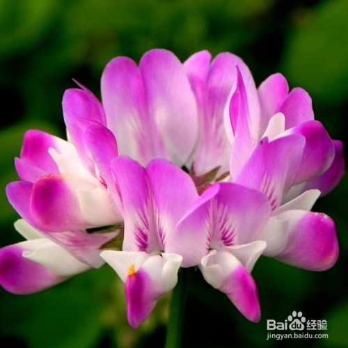 解决紫云英黄叶的妙招有哪些？