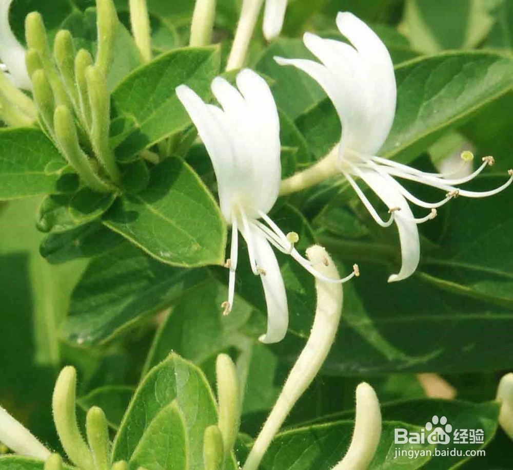 金银花怎么种