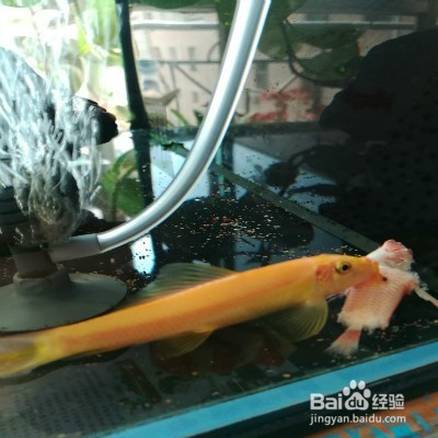 怎样选择工具鱼