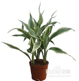 冬天怎样养富贵竹