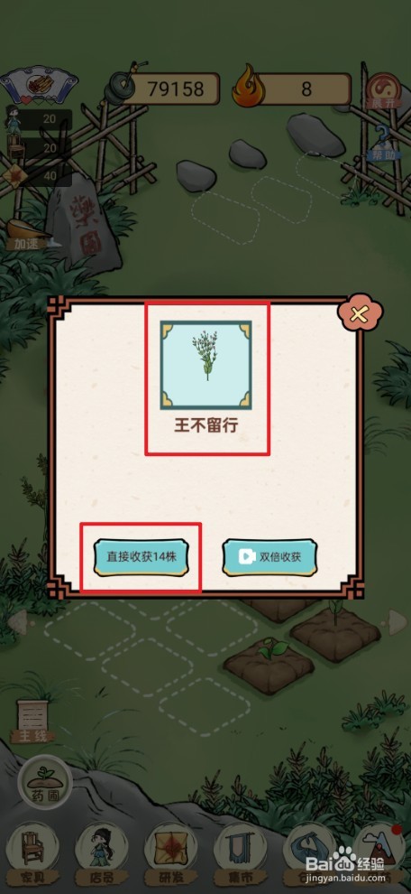 《中药铺子》如何收获王不留行药草