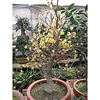 腊梅花要怎么管理才好