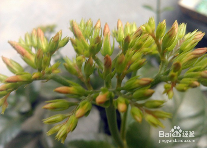 儿童拍摄植物有什么好处