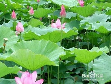 食盐是万能的你知道吗21