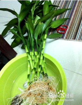 富贵竹生根后怎么养