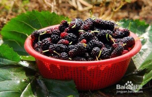 吃桑葚的好处和注意事项