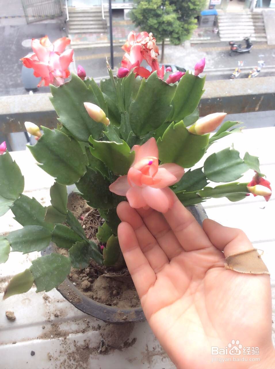 蟹爪兰的养护方法