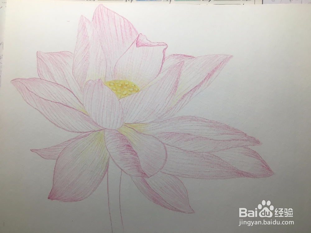 手绘画一朵荷花的彩铅画 莲花铅笔画