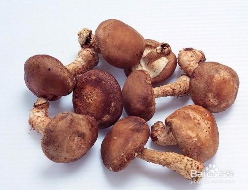 代料栽培香菇需要准备哪些原辅材料
