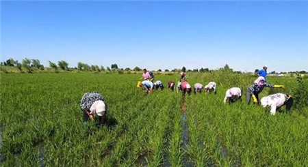 三七粉的功效,不知道的点击查看