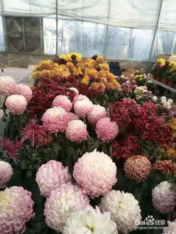 3种花专挑秋天开，随便养1盆，连爆3个月