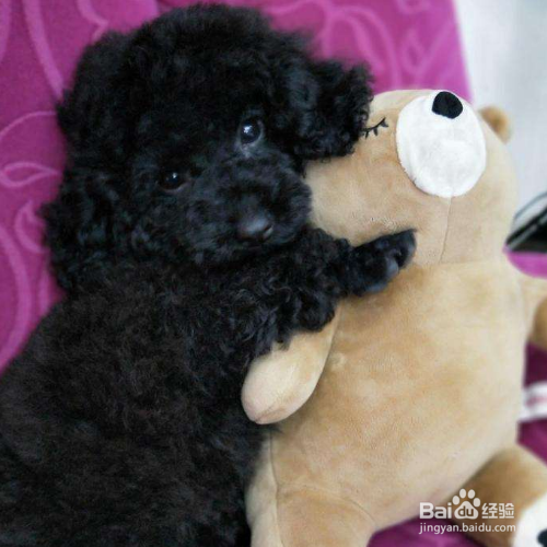 养贵宾犬要注意哪些事项