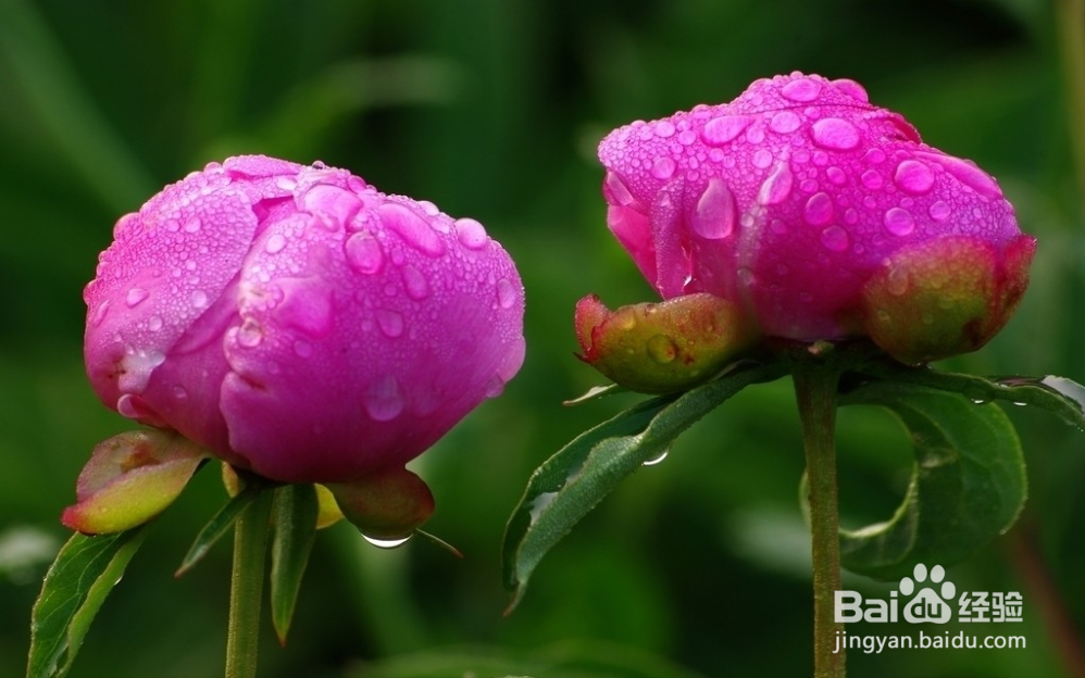 流行性感冒【华佗妙法】：[2]正柴胡饮