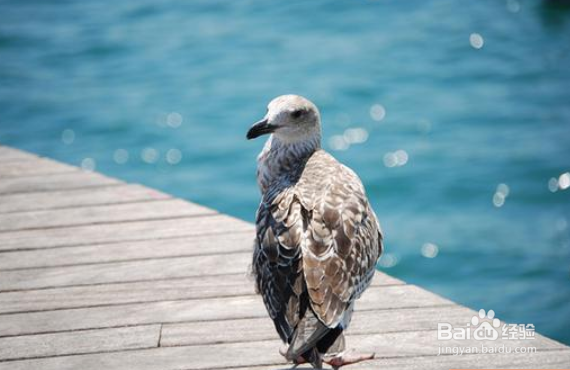 尼康d800如何设置对焦拍摄飞鸟