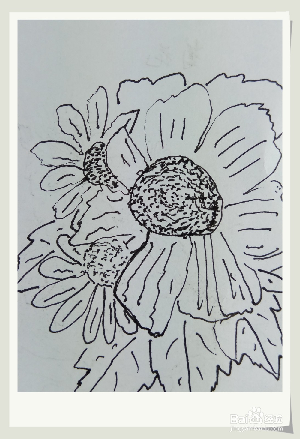 怎样画钢笔画秋菊？