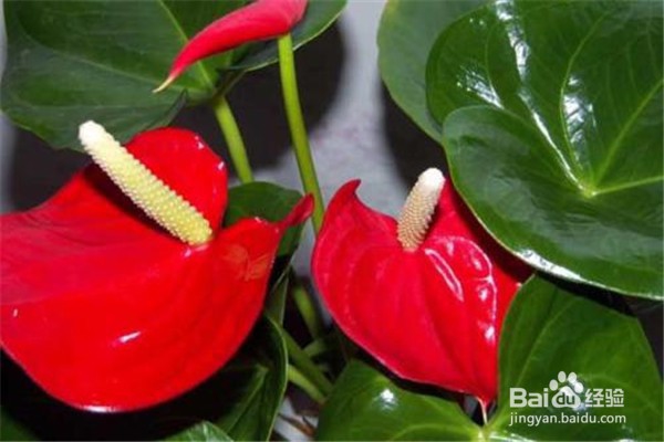 养红掌的方法和注意事项有什么?