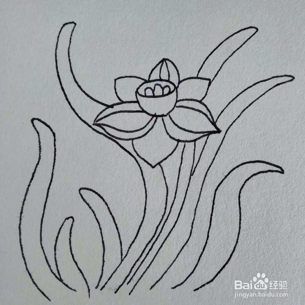如何画一棵妖艳好看的水仙花植物简笔画